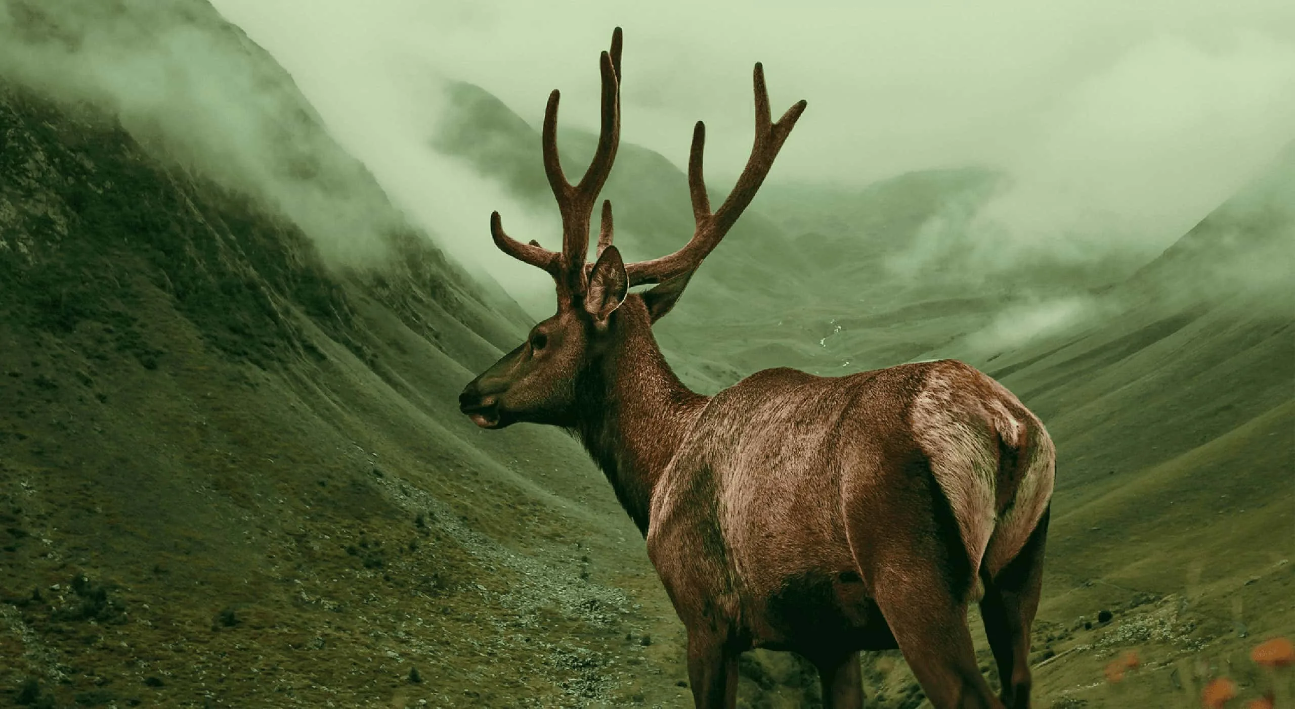 Buckhead hero image of stag in front of mountains